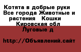 Котята в добрые руки - Все города Животные и растения » Кошки   . Кировская обл.,Луговые д.